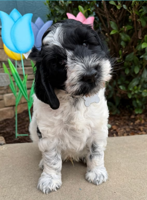Gray Collar, an Australian Labradoodle from Tarheel Labradoodles based in Troutman, North Carolina, an Australian Labradoodle silver paw, ALAA certified breeder.