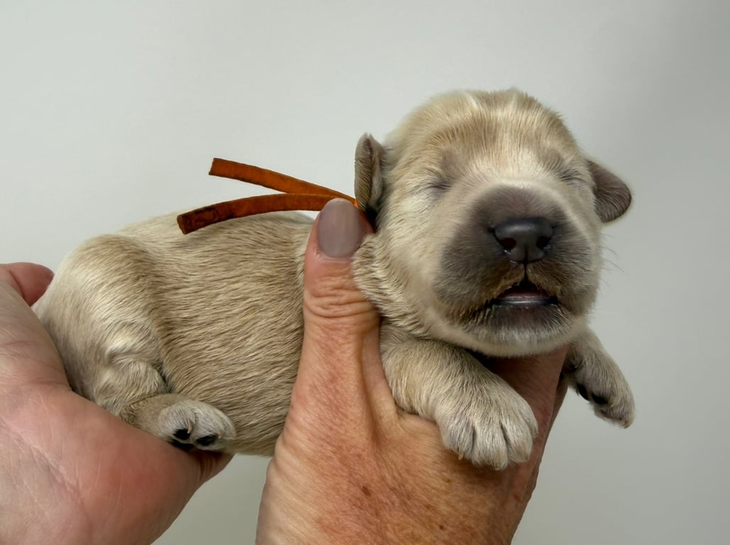 Orange Collar, an Australian Labradoodle from Tarheel Labradoodles based in Troutman, North Carolina, an Australian Labradoodle silver paw, ALAA certified breeder.
