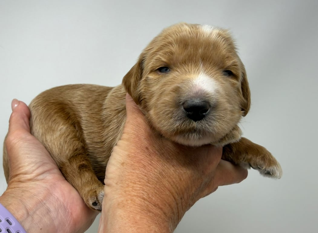 Pink Collar, an Australian Labradoodle from Tarheel Labradoodles based in Troutman, North Carolina, an Australian Labradoodle silver paw, ALAA certified breeder.