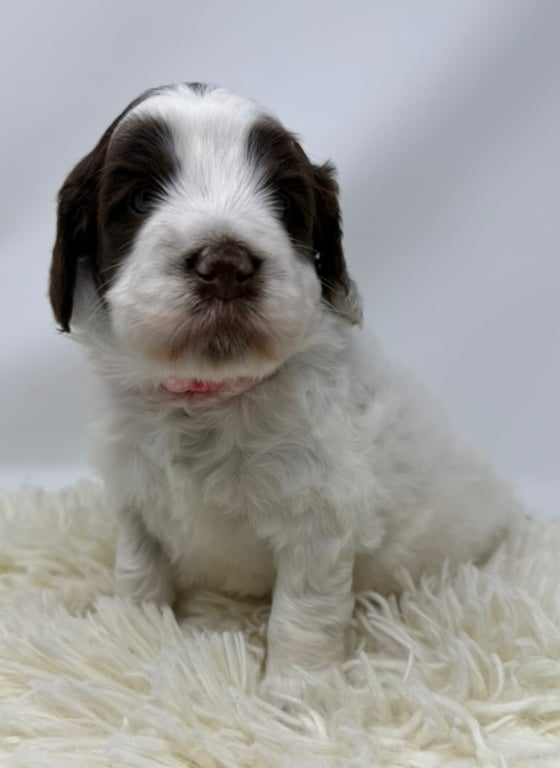 Light Pink Collar, an Australian Labradoodle from Tarheel Labradoodles based in Troutman, North Carolina, an Australian Labradoodle silver paw, ALAA certified breeder.