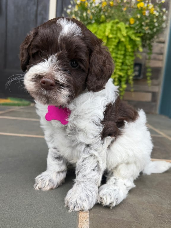 Pink Collar, an Australian Labradoodle from Tarheel Labradoodles based in Troutman, North Carolina, an Australian Labradoodle silver paw, ALAA certified breeder.