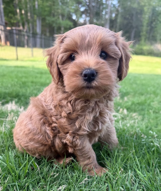 Gregory, an Australian Labradoodle from Tarheel Labradoodles based in Troutman, North Carolina, an Australian Labradoodle silver paw, ALAA certified breeder.
