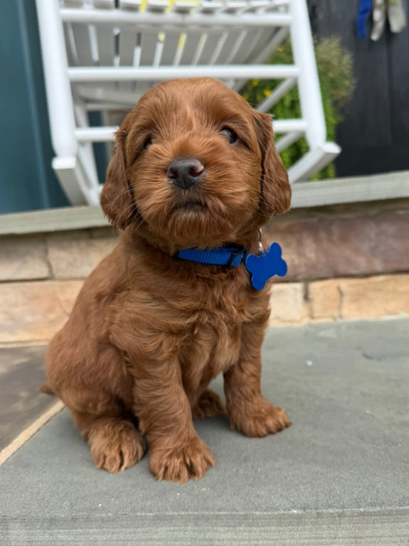 Blue Collar, an Australian Labradoodle from Tarheel Labradoodles based in Troutman, North Carolina, an Australian Labradoodle silver paw, ALAA certified breeder.