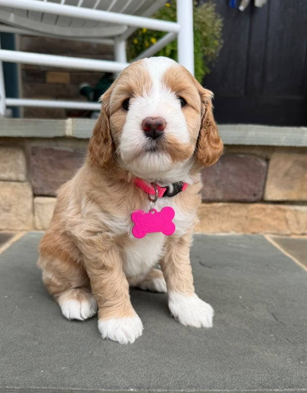 Pink Collar, an Australian Labradoodle from Tarheel Labradoodles based in Troutman, North Carolina, an Australian Labradoodle silver paw, ALAA certified breeder.
