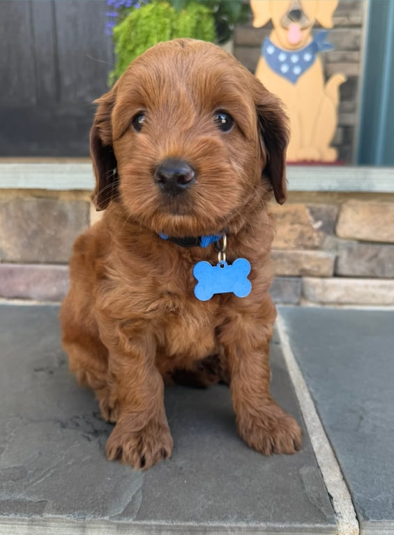Blue Collar, an Australian Labradoodle from Tarheel Labradoodles based in Troutman, North Carolina, an Australian Labradoodle silver paw, ALAA certified breeder.