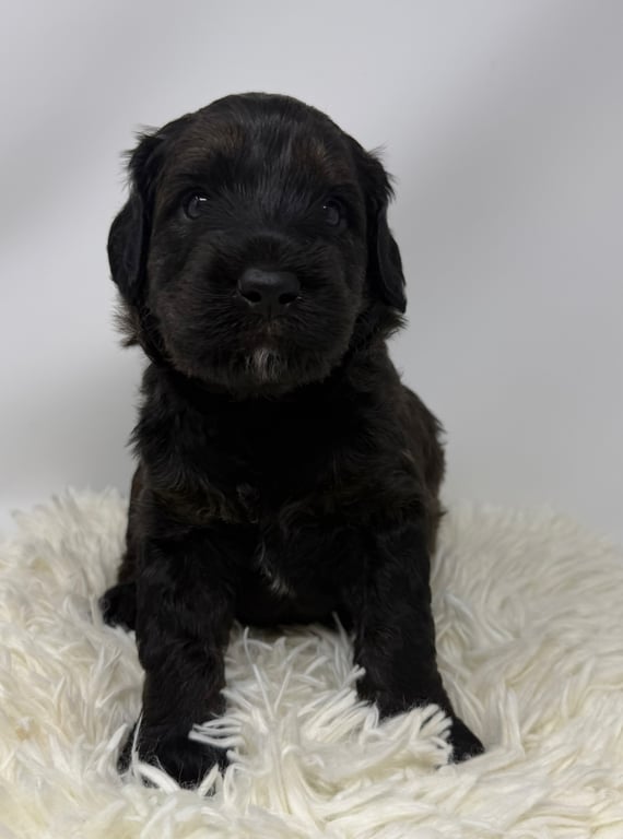 Green Collar, an Australian Labradoodle from Tarheel Labradoodles based in Troutman, North Carolina, an Australian Labradoodle silver paw, ALAA certified breeder.