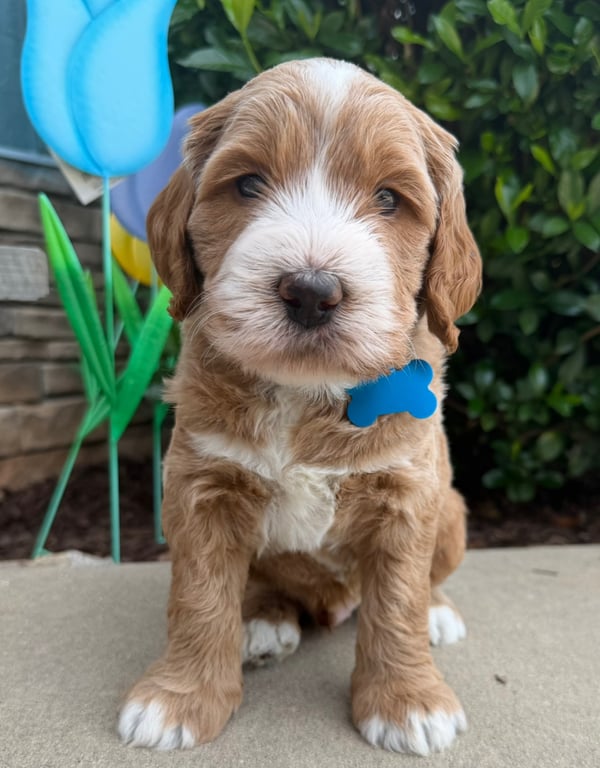 Blue Collar, an Australian Labradoodle from Tarheel Labradoodles based in Troutman, North Carolina, an Australian Labradoodle silver paw, ALAA certified breeder.