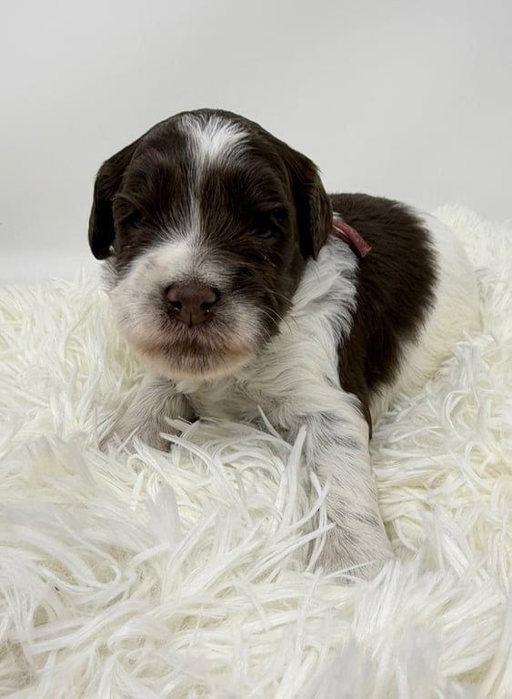 Pink Collar, an Australian Labradoodle from Tarheel Labradoodles based in Troutman, North Carolina, an Australian Labradoodle silver paw, ALAA certified breeder.