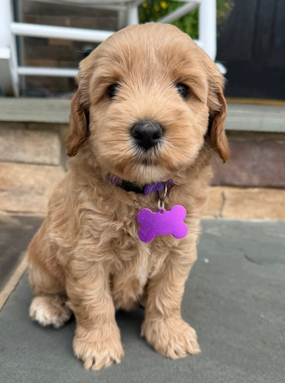 Purple Collar, an Australian Labradoodle from Tarheel Labradoodles based in Troutman, North Carolina, an Australian Labradoodle silver paw, ALAA certified breeder.