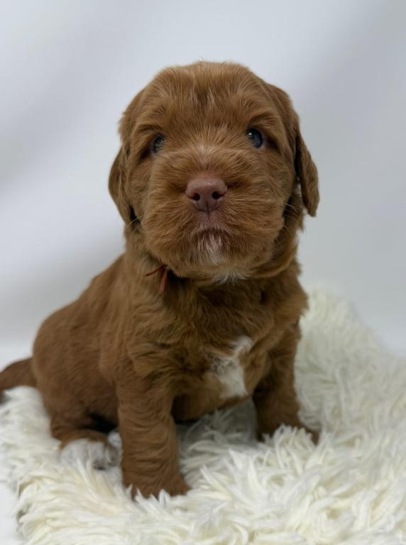 Orange Collar, an Australian Labradoodle from Tarheel Labradoodles based in Troutman, North Carolina, an Australian Labradoodle silver paw, ALAA certified breeder.
