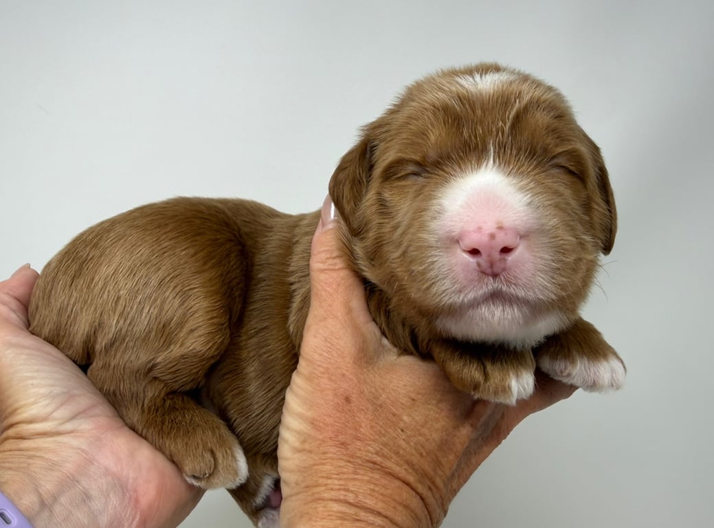 Black Collar, an Australian Labradoodle from Tarheel Labradoodles based in Troutman, North Carolina, an Australian Labradoodle silver paw, ALAA certified breeder.