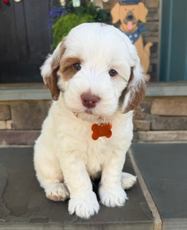 Orange Collar, an Australian Labradoodle from Tarheel Labradoodles based in Troutman, North Carolina, an Australian Labradoodle silver paw, ALAA certified breeder.