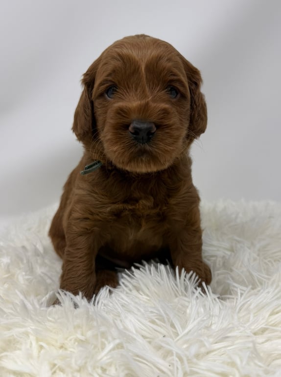 Blue Collar, an Australian Labradoodle from Tarheel Labradoodles based in Troutman, North Carolina, an Australian Labradoodle silver paw, ALAA certified breeder.