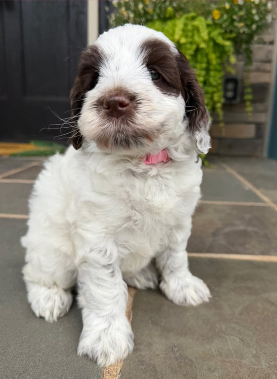 Light Pink Collar, an Australian Labradoodle from Tarheel Labradoodles based in Troutman, North Carolina, an Australian Labradoodle silver paw, ALAA certified breeder.