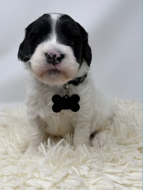 Black Collar, an Australian Labradoodle from Tarheel Labradoodles based in Troutman, North Carolina, an Australian Labradoodle silver paw, ALAA certified breeder.