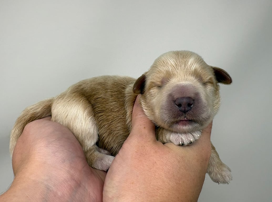 Green Collar, an Australian Labradoodle from Tarheel Labradoodles based in Troutman, North Carolina, an Australian Labradoodle silver paw, ALAA certified breeder.