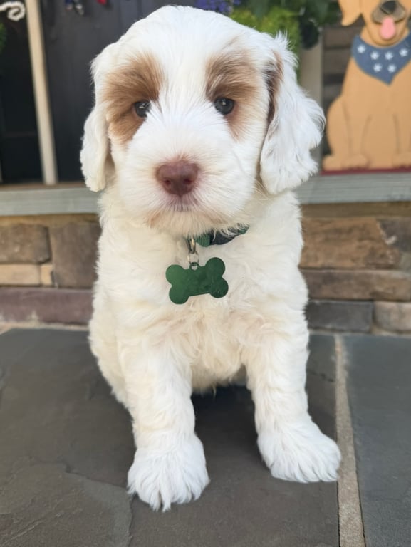 Green Collar, an Australian Labradoodle from Tarheel Labradoodles based in Troutman, North Carolina, an Australian Labradoodle silver paw, ALAA certified breeder.