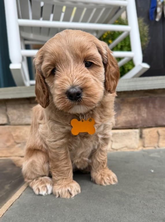 Yellow Collar, an Australian Labradoodle from Tarheel Labradoodles based in Troutman, North Carolina, an Australian Labradoodle silver paw, ALAA certified breeder.