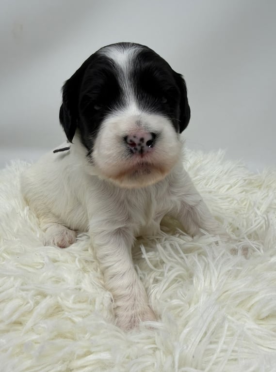 Black Collar, an Australian Labradoodle from Tarheel Labradoodles based in Troutman, North Carolina, an Australian Labradoodle silver paw, ALAA certified breeder.