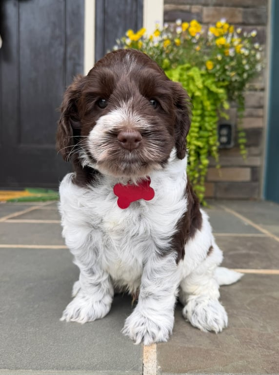 Red Collar, an Australian Labradoodle from Tarheel Labradoodles based in Troutman, North Carolina, an Australian Labradoodle silver paw, ALAA certified breeder.