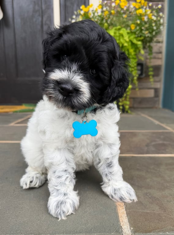 Teal Collar, an Australian Labradoodle from Tarheel Labradoodles based in Troutman, North Carolina, an Australian Labradoodle silver paw, ALAA certified breeder.