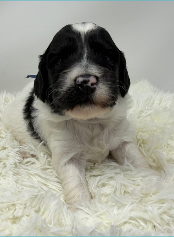 Blue Collar, an Australian Labradoodle from Tarheel Labradoodles based in Troutman, North Carolina, an Australian Labradoodle silver paw, ALAA certified breeder.