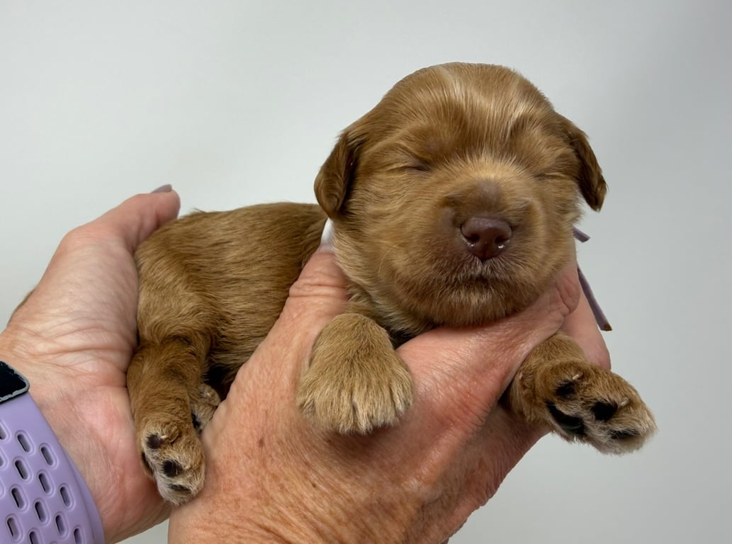 Purple Collar, an Australian Labradoodle from Tarheel Labradoodles based in Troutman, North Carolina, an Australian Labradoodle silver paw, ALAA certified breeder.