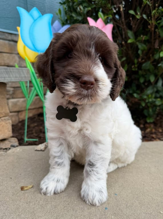Green Collar, an Australian Labradoodle from Tarheel Labradoodles based in Troutman, North Carolina, an Australian Labradoodle silver paw, ALAA certified breeder.