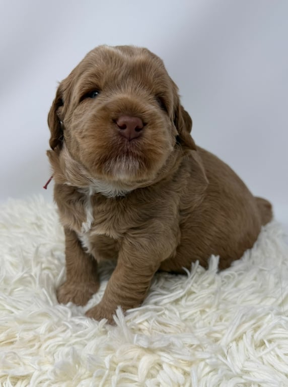 Red Collar, an Australian Labradoodle from Tarheel Labradoodles based in Troutman, North Carolina, an Australian Labradoodle silver paw, ALAA certified breeder.