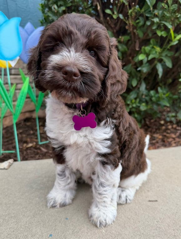 Purple Collar, an Australian Labradoodle from Tarheel Labradoodles based in Troutman, North Carolina, an Australian Labradoodle silver paw, ALAA certified breeder.