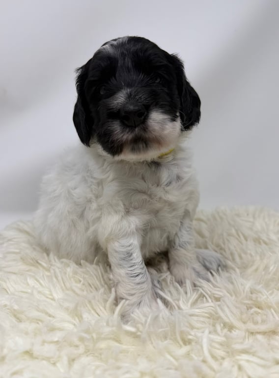 Yellow Collar, an Australian Labradoodle from Tarheel Labradoodles based in Troutman, North Carolina, an Australian Labradoodle silver paw, ALAA certified breeder.
