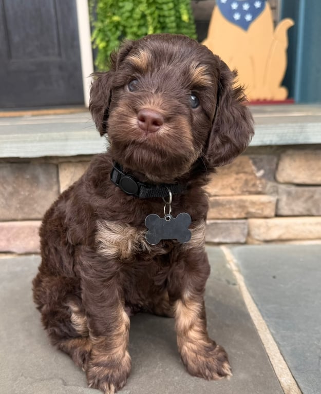 Black Collar, an Australian Labradoodle from Tarheel Labradoodles based in Troutman, North Carolina, an Australian Labradoodle silver paw, ALAA certified breeder.