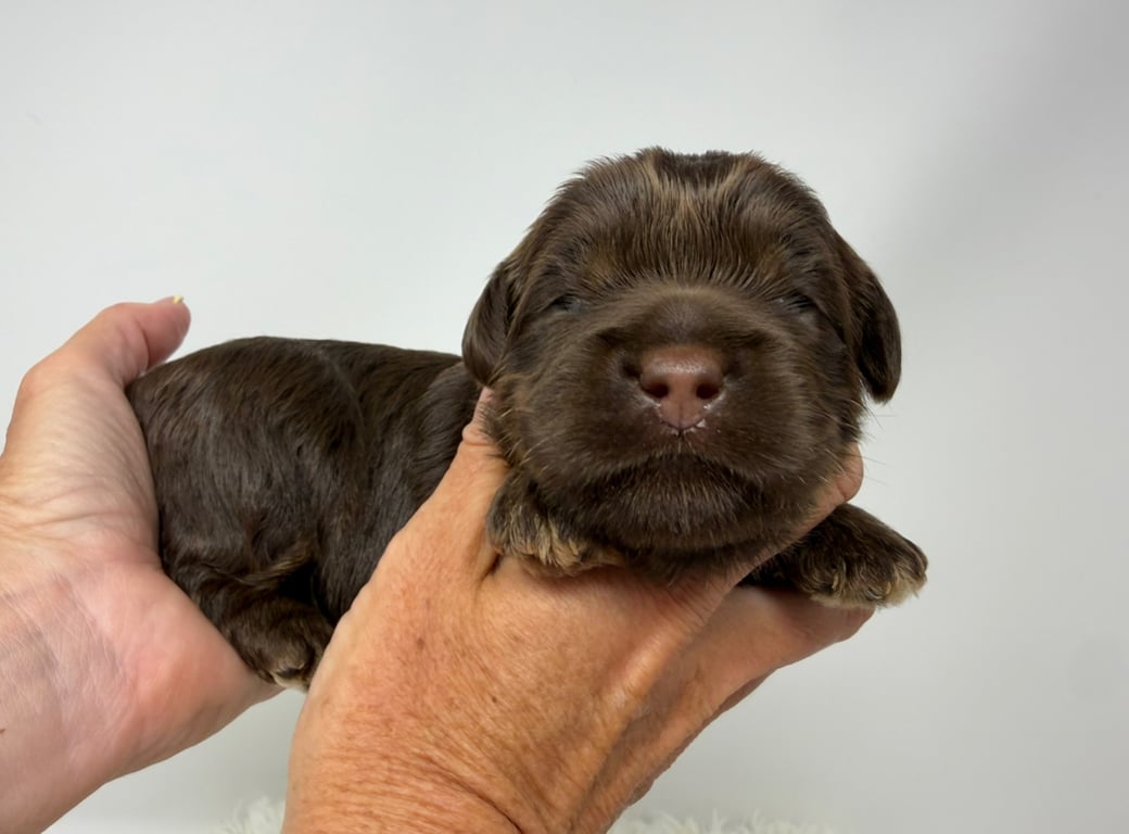 Pink Collar, an Australian Labradoodle from Tarheel Labradoodles based in Troutman, North Carolina, an Australian Labradoodle silver paw, ALAA certified breeder.