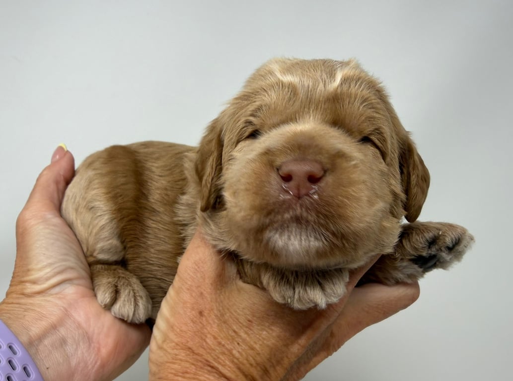 Red Collar, an Australian Labradoodle from Tarheel Labradoodles based in Troutman, North Carolina, an Australian Labradoodle silver paw, ALAA certified breeder.