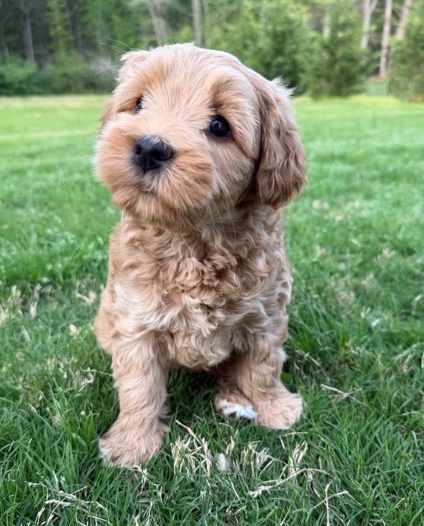 Francesca, an Australian Labradoodle from Tarheel Labradoodles based in Troutman, North Carolina, an Australian Labradoodle silver paw, ALAA certified breeder.