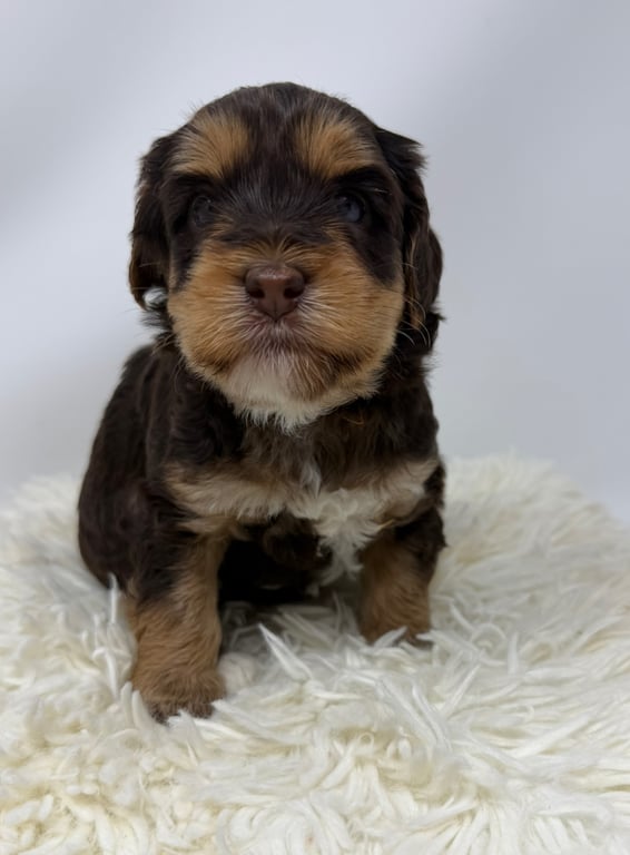 Orange Collar, an Australian Labradoodle from Tarheel Labradoodles based in Troutman, North Carolina, an Australian Labradoodle silver paw, ALAA certified breeder.