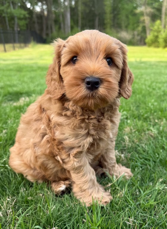 Benedict, an Australian Labradoodle from Tarheel Labradoodles based in Troutman, North Carolina, an Australian Labradoodle silver paw, ALAA certified breeder.