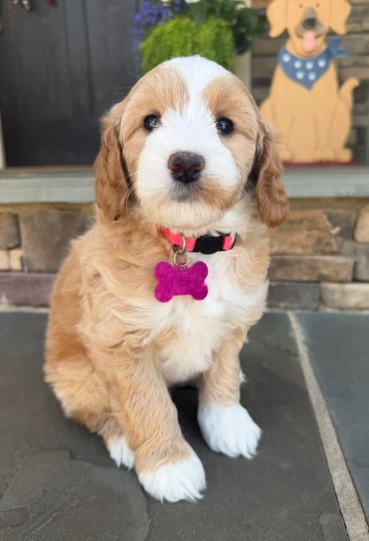 Pink Collar, an Australian Labradoodle from Tarheel Labradoodles based in Troutman, North Carolina, an Australian Labradoodle silver paw, ALAA certified breeder.