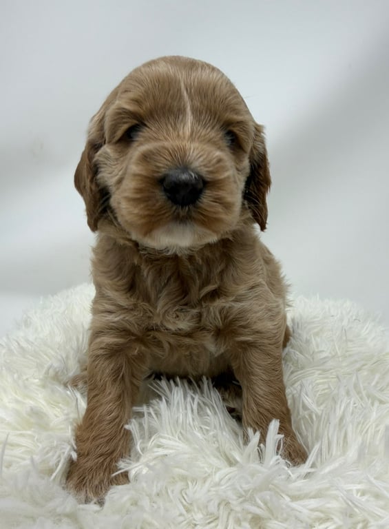 Yellow Collar, an Australian Labradoodle from Tarheel Labradoodles based in Troutman, North Carolina, an Australian Labradoodle silver paw, ALAA certified breeder.