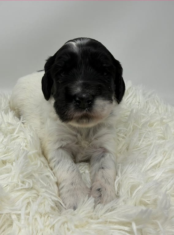 Yellow Collar, an Australian Labradoodle from Tarheel Labradoodles based in Troutman, North Carolina, an Australian Labradoodle silver paw, ALAA certified breeder.