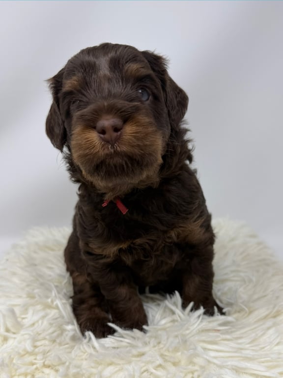 Red Collar, an Australian Labradoodle from Tarheel Labradoodles based in Troutman, North Carolina, an Australian Labradoodle silver paw, ALAA certified breeder.
