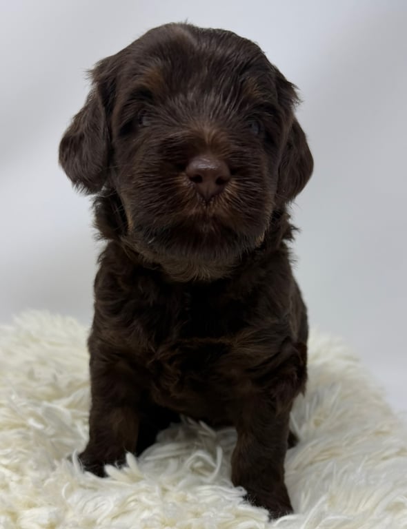 Gray Collar, an Australian Labradoodle from Tarheel Labradoodles based in Troutman, North Carolina, an Australian Labradoodle silver paw, ALAA certified breeder.