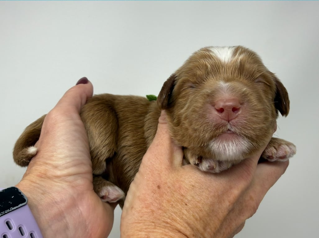 Green Collar, an Australian Labradoodle from Tarheel Labradoodles based in Troutman, North Carolina, an Australian Labradoodle silver paw, ALAA certified breeder.