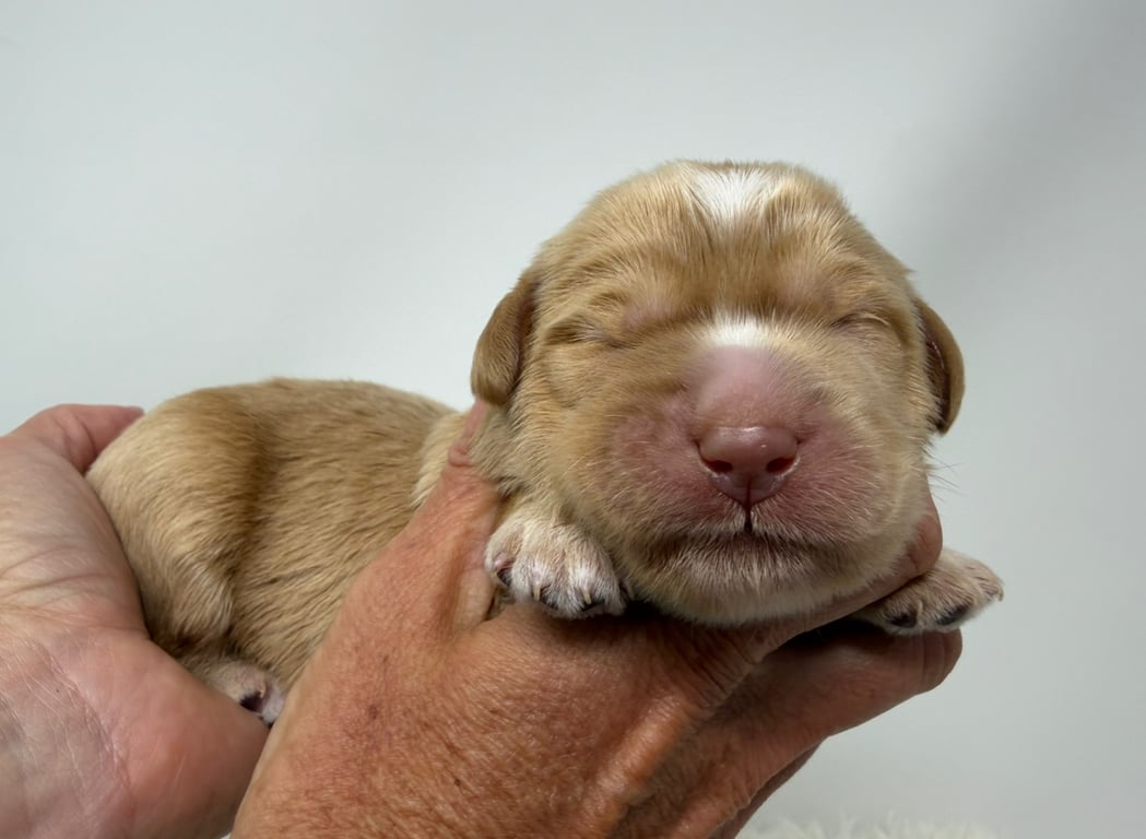 Purple Collar, an Australian Labradoodle from Tarheel Labradoodles based in Troutman, North Carolina, an Australian Labradoodle silver paw, ALAA certified breeder.