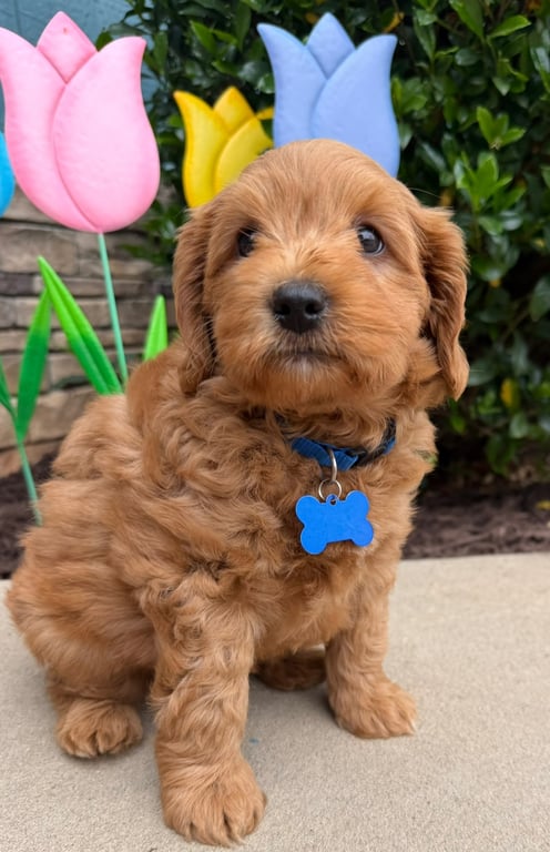 Blue Collar, an Australian Labradoodle from Tarheel Labradoodles based in Troutman, North Carolina, an Australian Labradoodle silver paw, ALAA certified breeder.