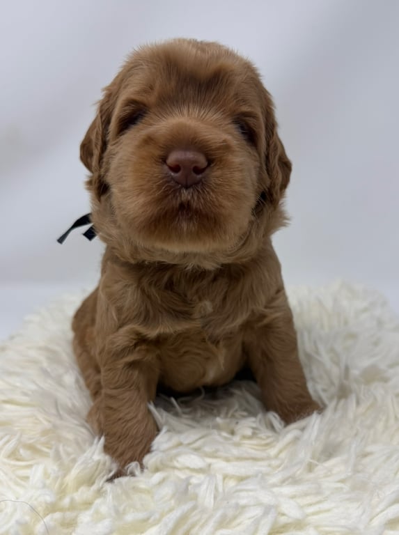 Black Collar, an Australian Labradoodle from Tarheel Labradoodles based in Troutman, North Carolina, an Australian Labradoodle silver paw, ALAA certified breeder.