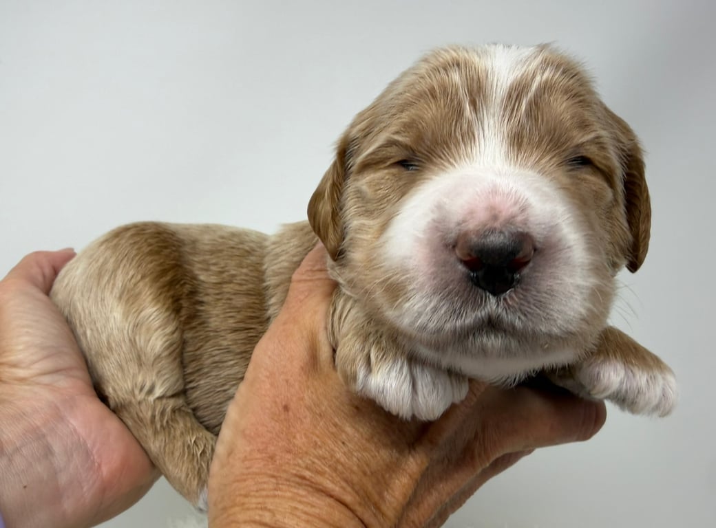 Blue Collar, an Australian Labradoodle from Tarheel Labradoodles based in Troutman, North Carolina, an Australian Labradoodle silver paw, ALAA certified breeder.