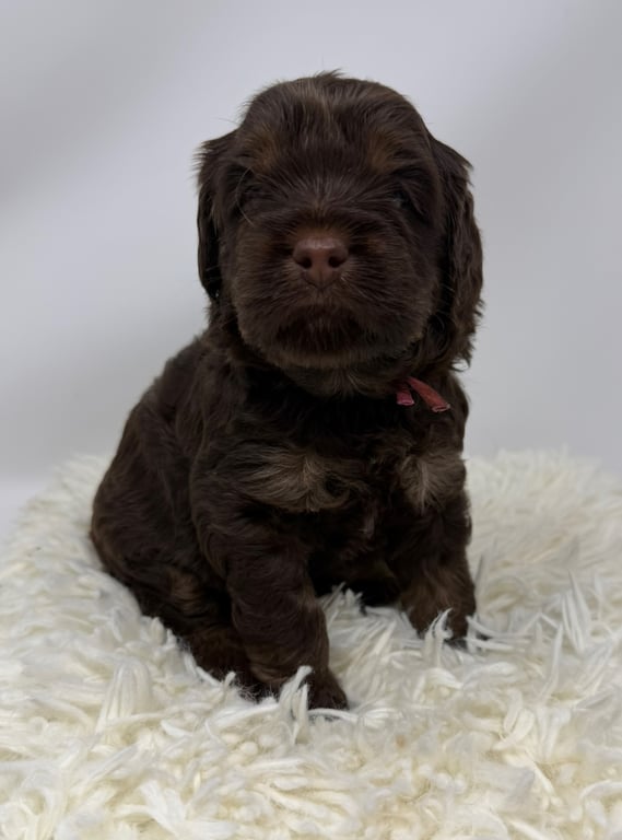 Pink Collar, an Australian Labradoodle from Tarheel Labradoodles based in Troutman, North Carolina, an Australian Labradoodle silver paw, ALAA certified breeder.