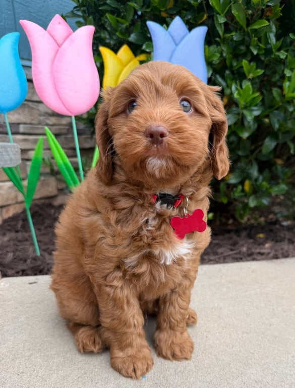 Red Collar, an Australian Labradoodle from Tarheel Labradoodles based in Troutman, North Carolina, an Australian Labradoodle silver paw, ALAA certified breeder.