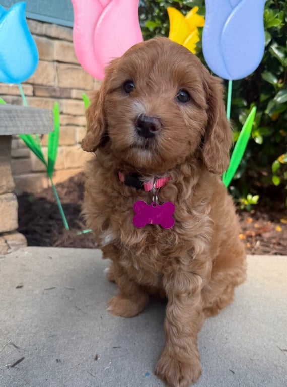 Pink Collar, an Australian Labradoodle from Tarheel Labradoodles based in Troutman, North Carolina, an Australian Labradoodle silver paw, ALAA certified breeder.